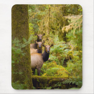 Mousepad Três Vacas de Elk Roosevelt Olhando para a Vista