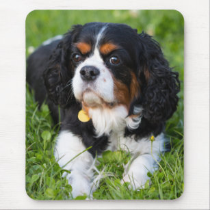 Mousepad Tricolor Cavalier King Charles Spaniel Puppy Dog