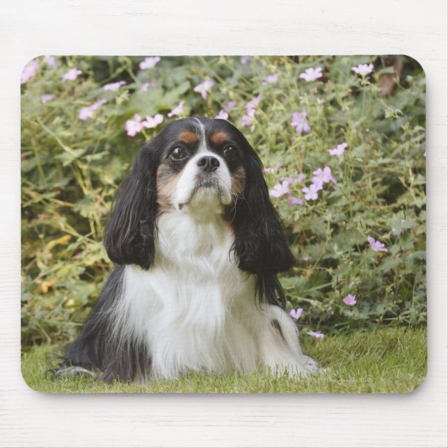Mousepad Tricolor Cavalier King Charles Spaniel sobre grama (Frente)
