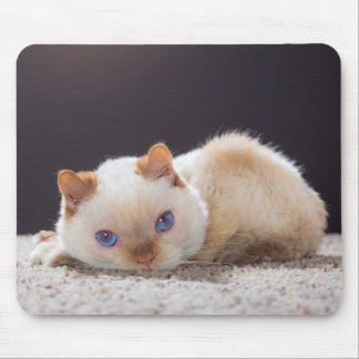 Mousepad Trident o tapete do rato 01 do gato