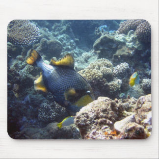 Mousepad Triggerfish do titã no grande recife de coral