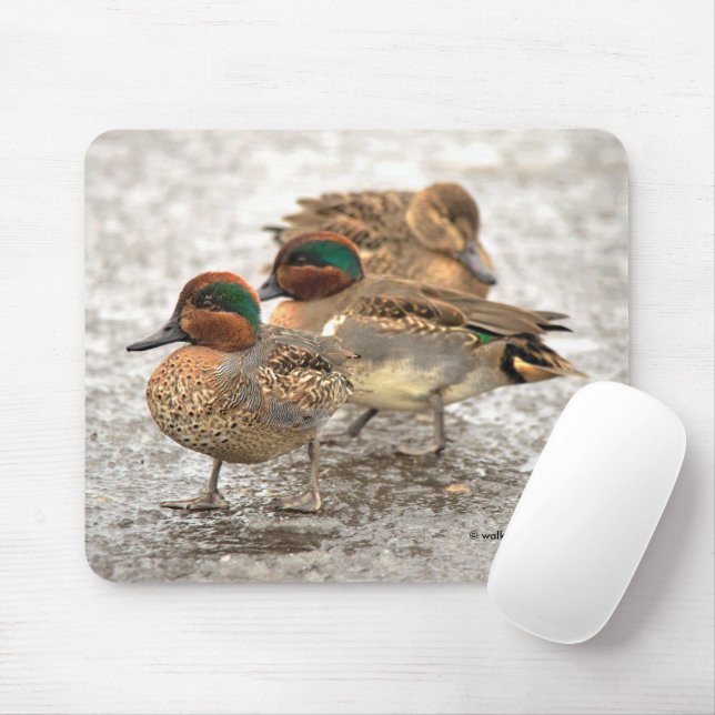 Mousepad Trio Bonito de Patos de Teals de Asas Verdes (Com mouse)