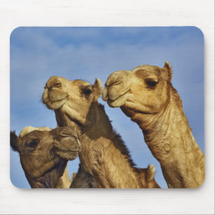 Mousepad Trío de camelos, mercado de camelos, Cairo, Egito
