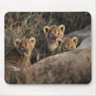 Mousepad Trío de filhotes de Leão com seis semanas de idade
