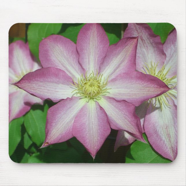 Mousepad Trio de Vinha-Primavera branca e rosa-clematis (Frente)