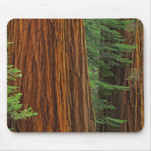 Mousepad troncos de sequóia gigante na floresta, Yosemite
