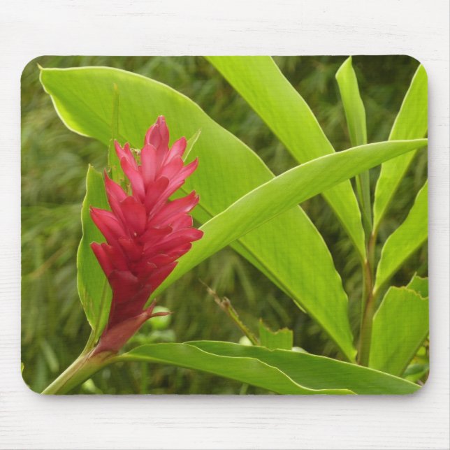 Mousepad Tropical de Flor Vermelho Ginger (Alpinia) (Frente)