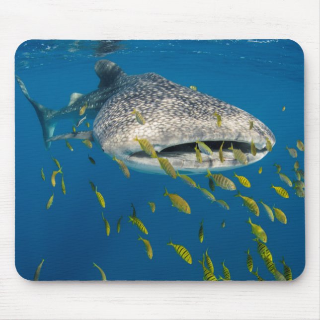 Mousepad Tubarão de baleia com peixe, Indonésia (Frente)