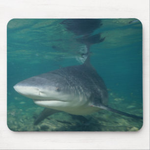 Mousepad Tubarão de Bull - leucas do Carcharhinus