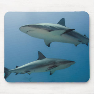 Mousepad Tubarão-do-recife-caribenho