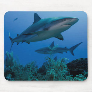 Mousepad Tubarão-do-recife-caribenho Jardines de la Reina