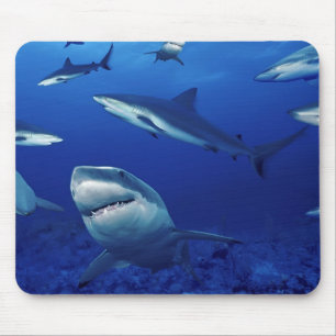 Mousepad Tubarões de Mouse