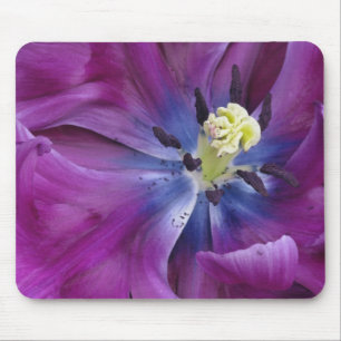 Mousepad Tulipa close-up, Jardins Keukenhof, Lisse, 2