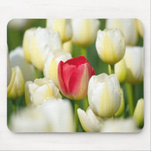 Mousepad Tulipa vermelha em um campo das tulipas brancas