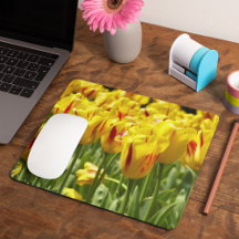 Tulipas Amarelas com Faixa Vermelha Floral