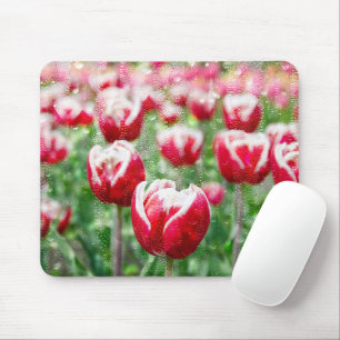 Mousepad Tulipas brancas e vermelhas com gotas de chuva