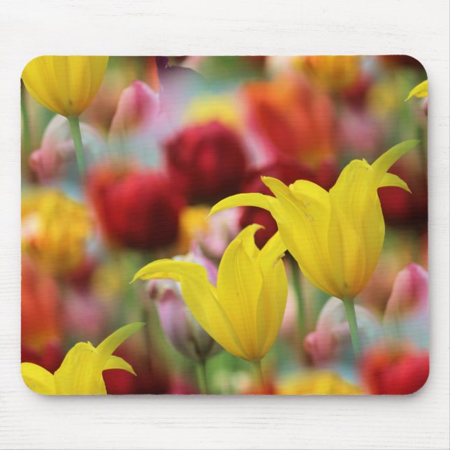 Mousepad Tulipas no Primavera (Frente)