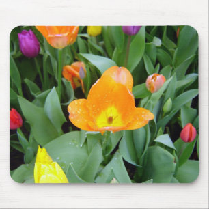 Mousepad Tulipas no projeto de Eden, Cornualha, Reino Unido