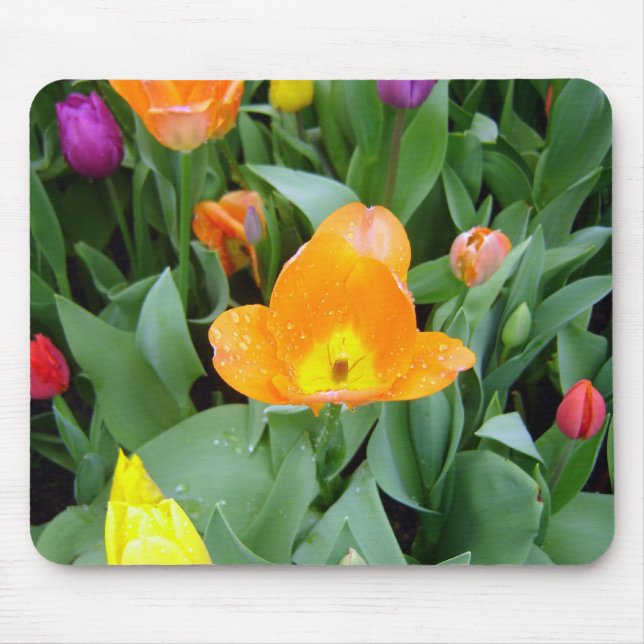 Mousepad Tulipas no projeto de Eden, Cornualha, Reino Unido (Frente)