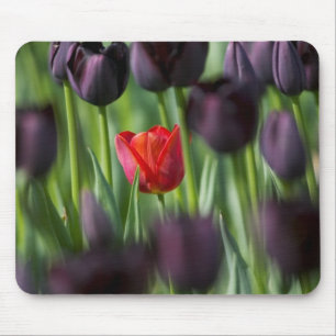 Mousepad Tulipas nos Jardins Keukenhof, Amsterdã,