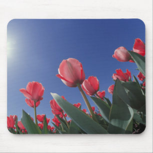 Mousepad Tulipas vermelhas de ângulo muito baixo, Cincinnat