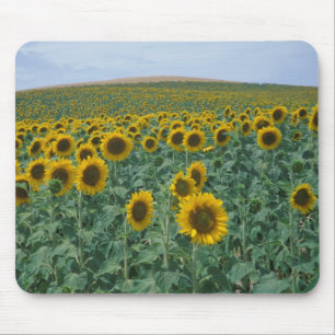 Mousepad UE, França, Provença, Campo de girassóis