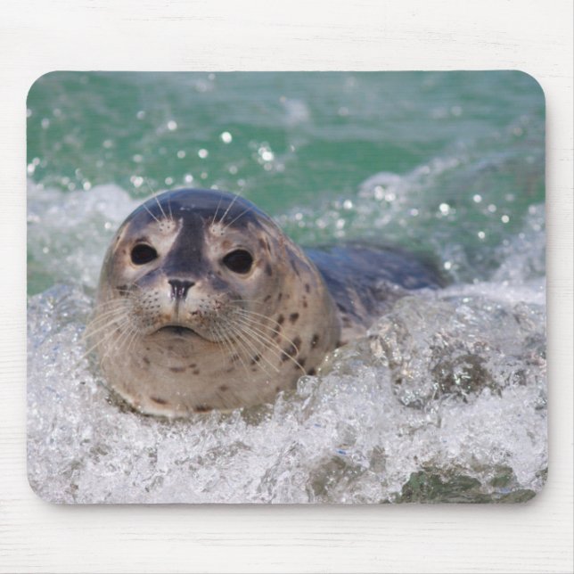 Mousepad Um bebê foca surfando (Frente)