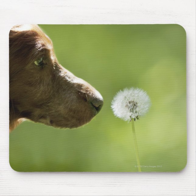 Mousepad Um cachorro e um dandelion. (Frente)