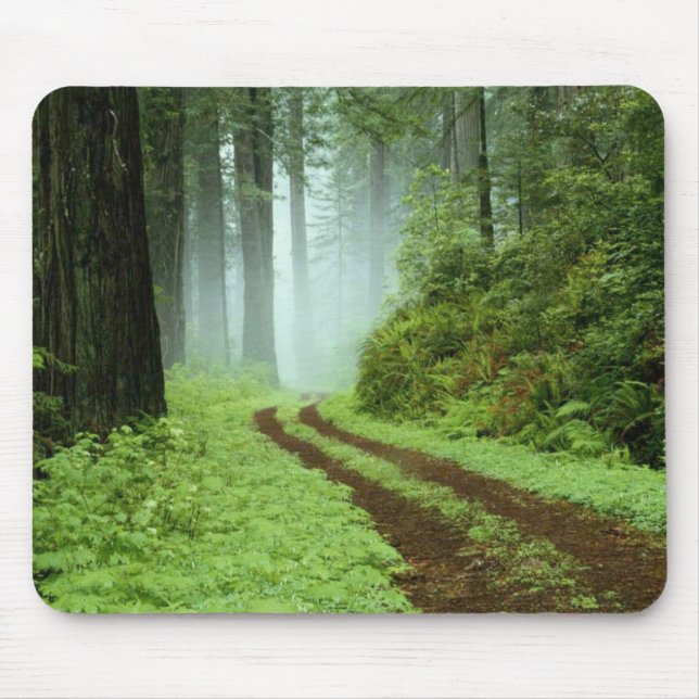 Mousepad Um caminho florestal no Parque Estadual de Sequoia (Frente)