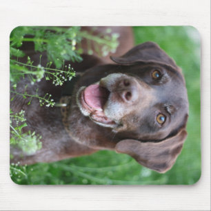 Mousepad Um cão alemão do ponteiro de cabelos curtos na