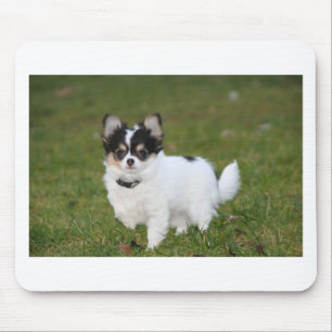 Mousepad Um cão Chihuahua parado em um gramado verde