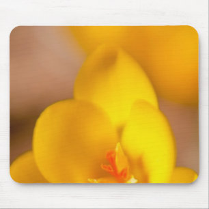 Mousepad Um croco amarelo floresce em Portsmouth, Nova