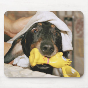 Mousepad Um dachshund que está sendo banhado