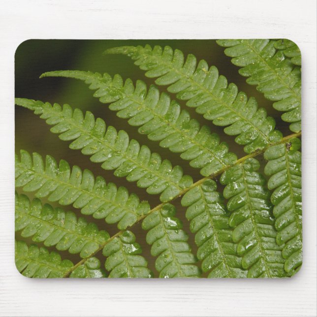 Mousepad Um detalhe de samambaia, da Mindo Cloud Forest, (Frente)