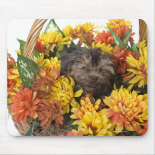 Mousepad Um filhote de cachorro de Yorkie-Poo em uma cesta