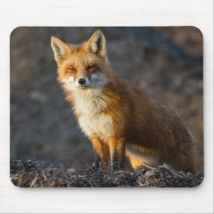 Mousepad Um Fox pequeno bonito