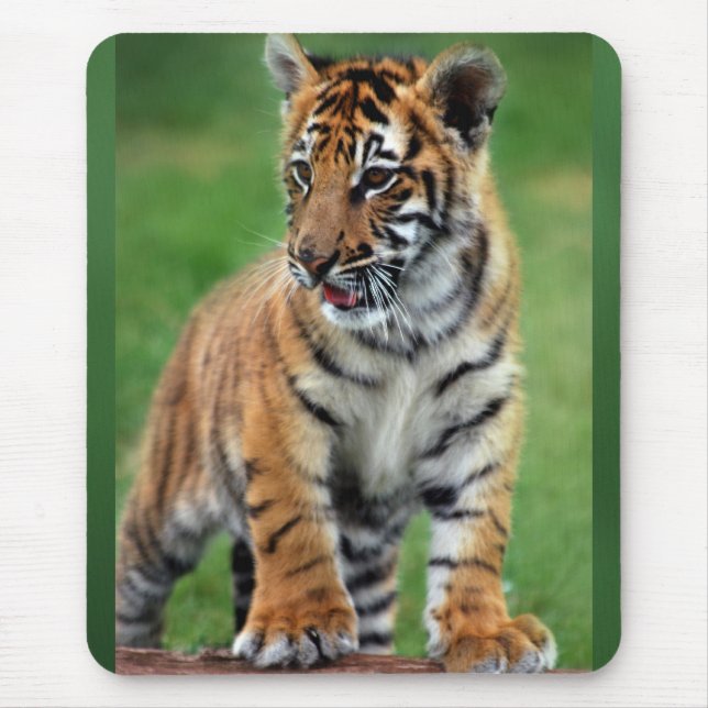Mousepad Um gatinho (Frente)
