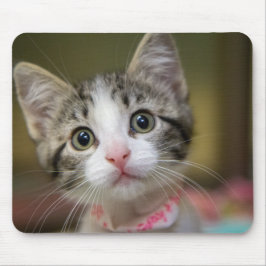 Mousepad Um gatinho fofo com olhos verdes