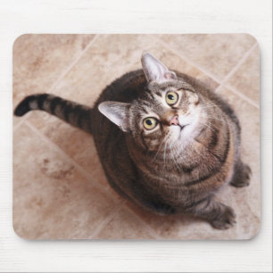 Mousepad Um gato de gato malhado que olha acima