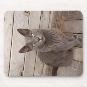 Mousepad Um gato nobre de Cinza