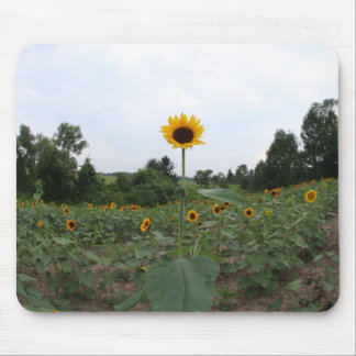 Mousepad um girassol alto