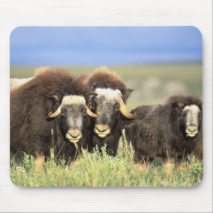 Mousepad Um grupo de muskoxen navega em arbustos salgueiros