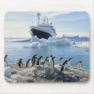 Mousepad Um grupo de pinguins que estão em uma praia gelad