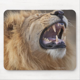 Mousepad Um leão masculino maduro (Panthera leo) no Savuti