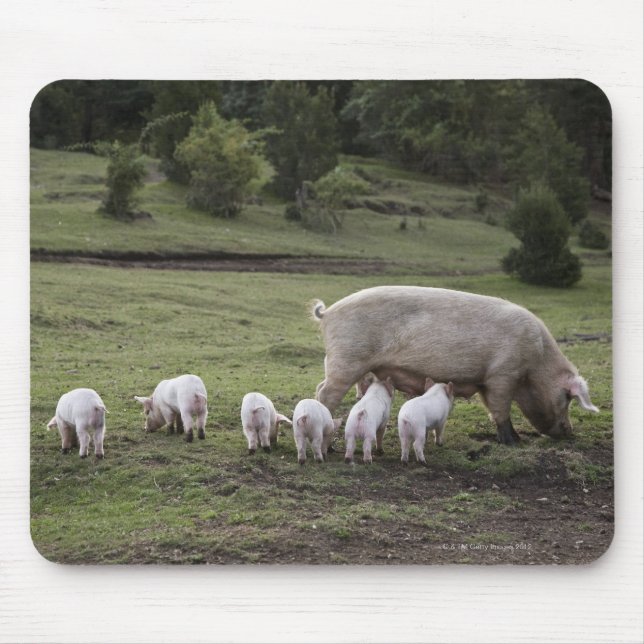 Mousepad Um porco com leitões num campo (Frente)