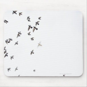 Mousepad Um rebanho dos pássaros está voando no céu