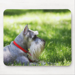 Mousepad Um Schnauzer que coloca na grama