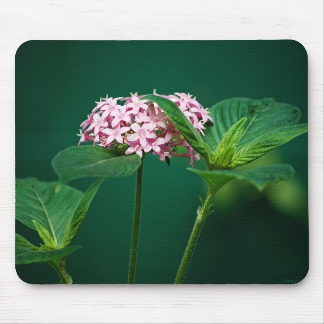 Mousepad Um toque de rosa no mouse verde (Frente)