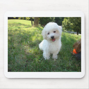 Mousepad um westie bonito - oeste da rodovia terrier - em u