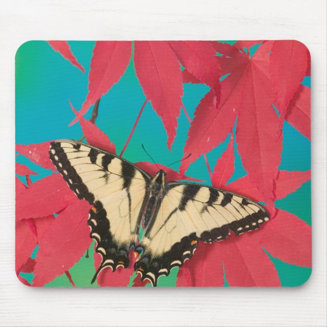 Mousepad Uma borboleta canadense Tigre Swallowtail (Frente)